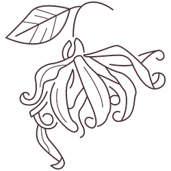Hidev-Plant-05