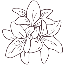 Hidev-Plant-18