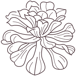 Hidev-Plant-21